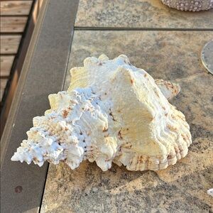 Tutufa Bubo Frog Conch Shell Large 7.5” Great Color Great Spiral Sea Shell